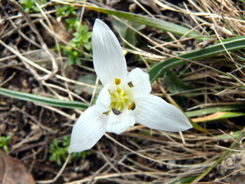 kikerics1