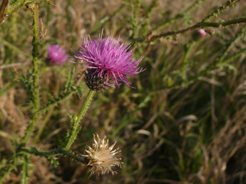 bogancs