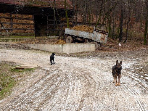 Istálló