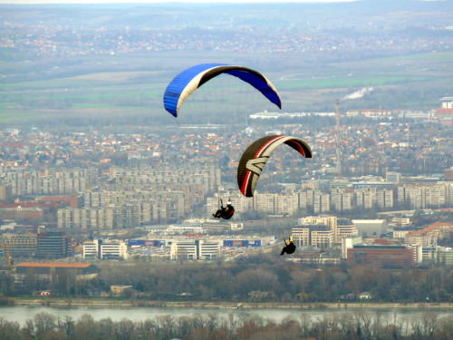 Ernyősök